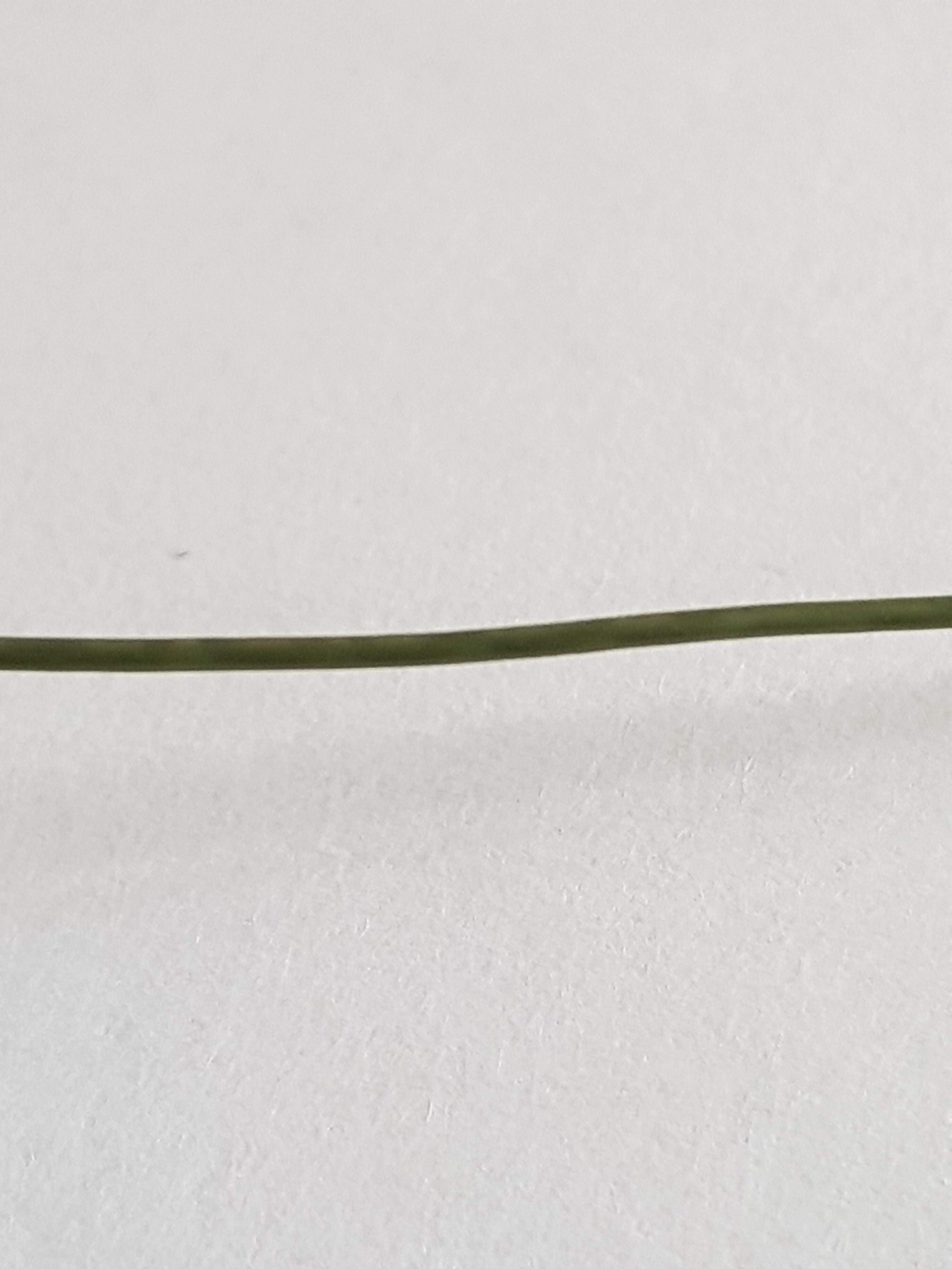 Snare Stiff Coated Braid Hook Link