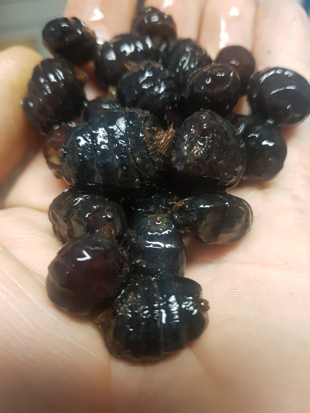 Prepared Black Tiger Nuts image 1