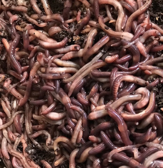Red Wriggler Worms